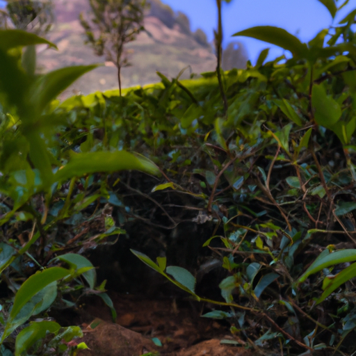 Steeping into Uncharted Territory: The Emergence of Tea Hikes and Trails